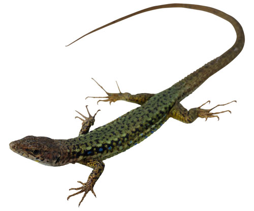 什么是“易”，易学家对周易的解释