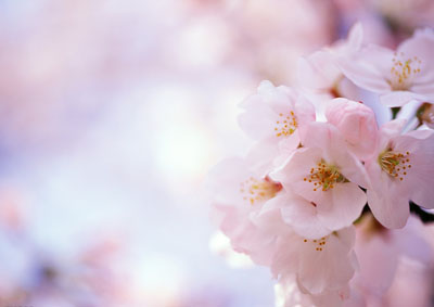 桃花运与桃花风水