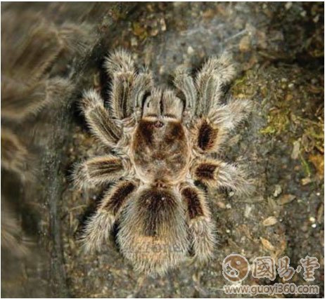 苗族巫术：情蛊毒