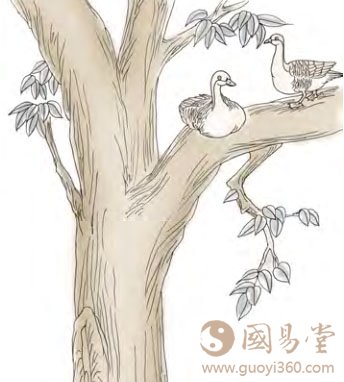 六四：鸿渐于木，或得其桷，无咎。